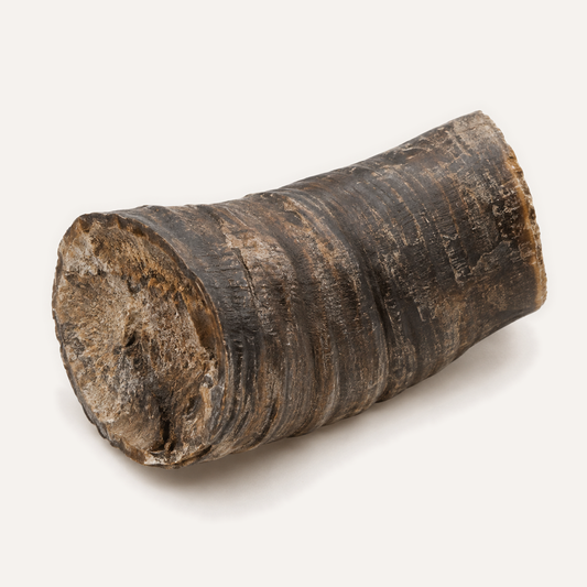 Pudel goat horn butt