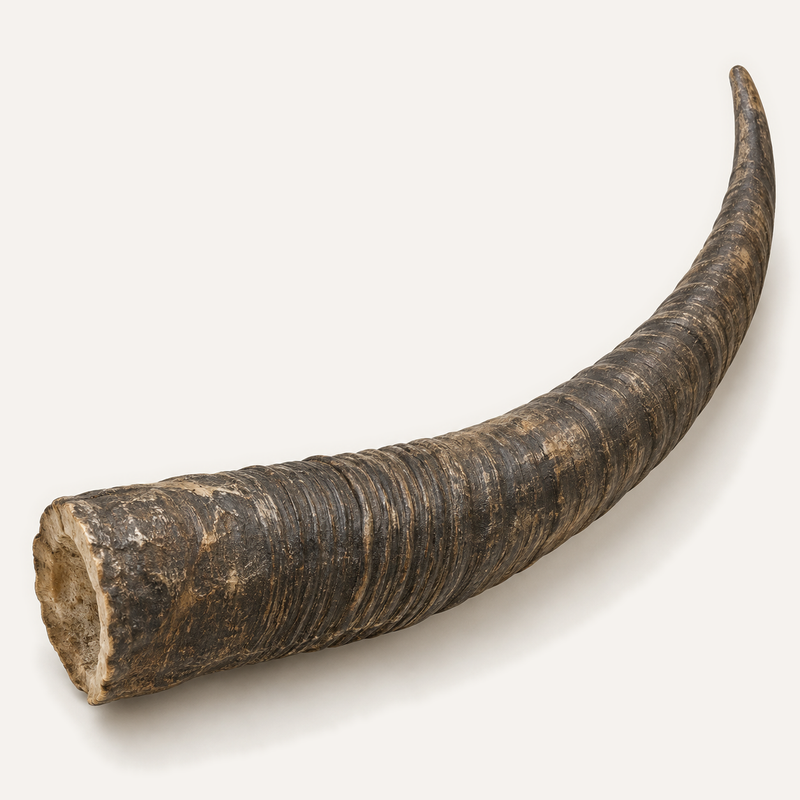 Pudel goat horn large