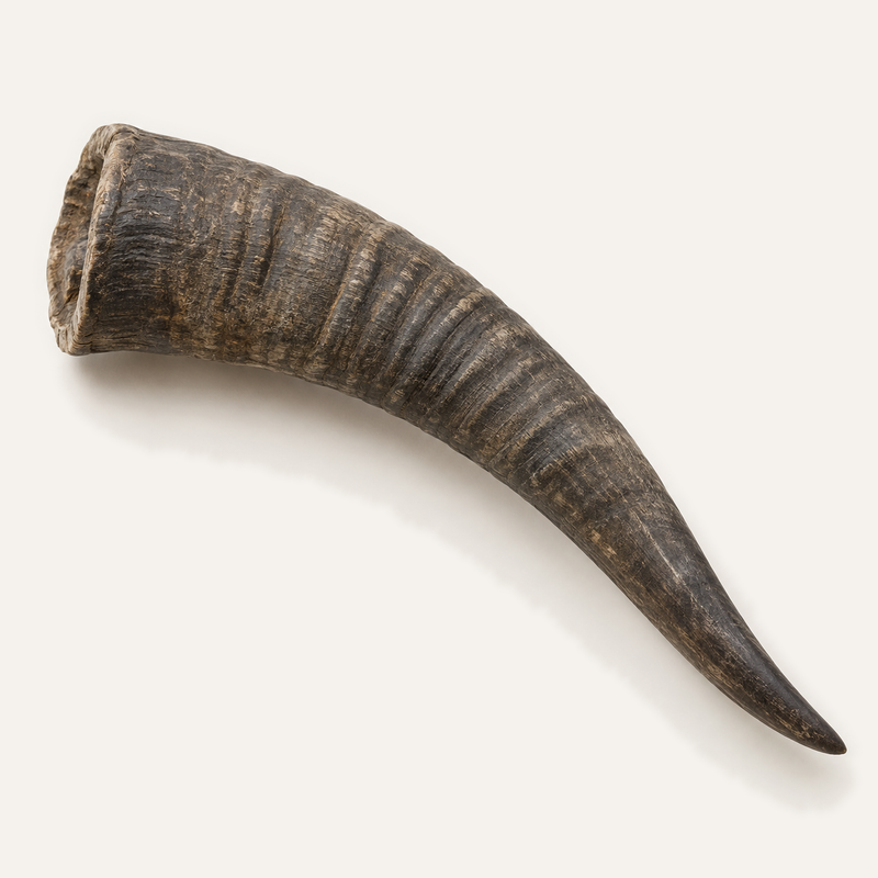 Pudel goat horn medium