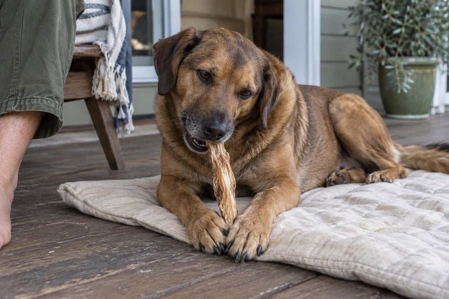Dog holding and chewing a tendon on a veranda