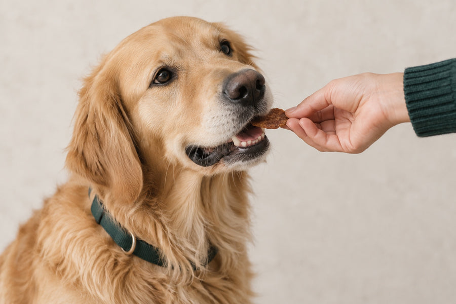 Golden retriever accepting a treat